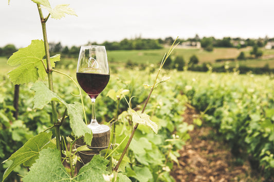 From Grapes to Glass: The Fascinating Journey of Wine at a Winery